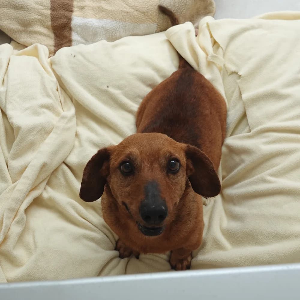 Beni, male puppy Dachshund for adoption at BMT Tierheim Pfullingen, Pfullingen