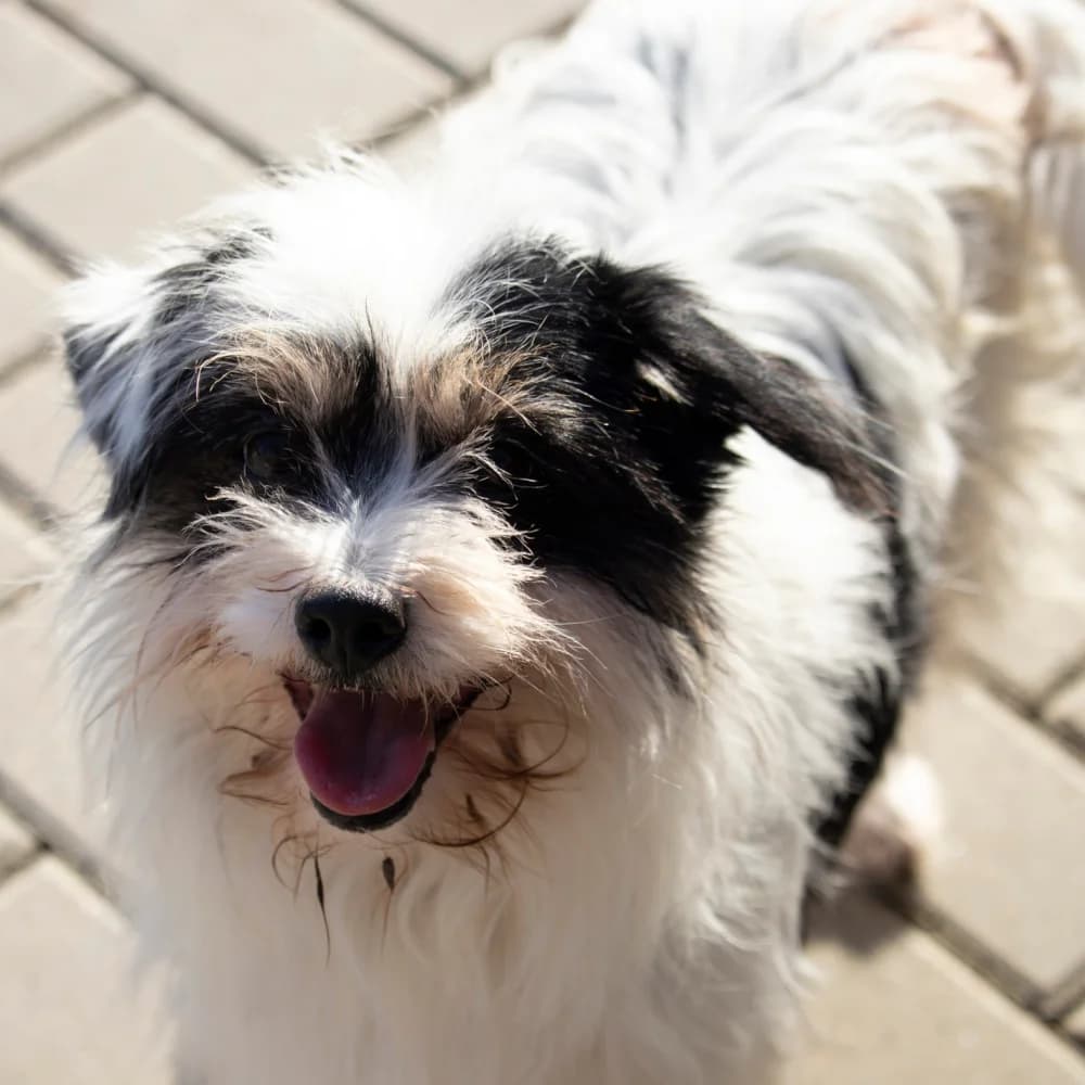 Gisi (Vermittlung nur mit Horsti), female 7yo mixed breed for adoption at BMT Tierheim Pfullingen, Pfullingen