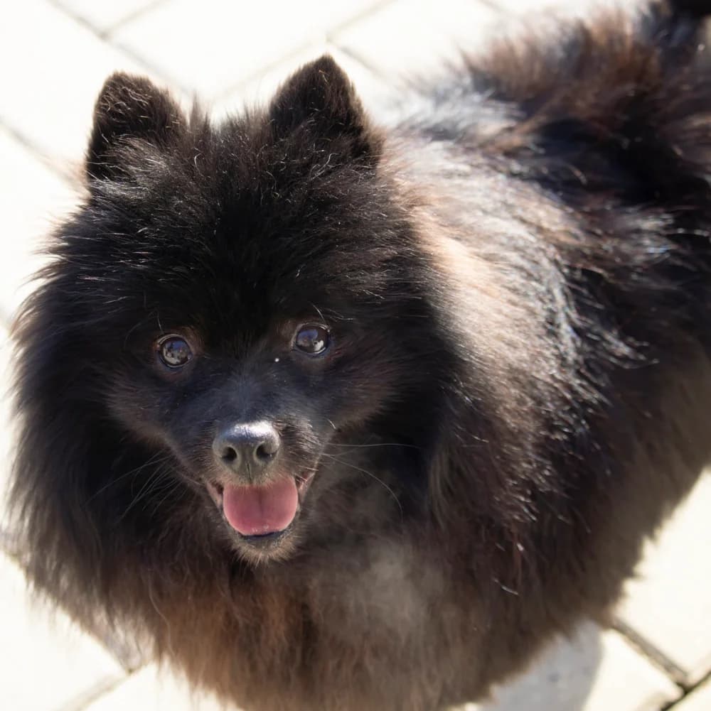 Horsti (Vermittlung nur mit Gisi), male senior Pomeranian for adoption at BMT Tierheim Pfullingen, Pfullingen