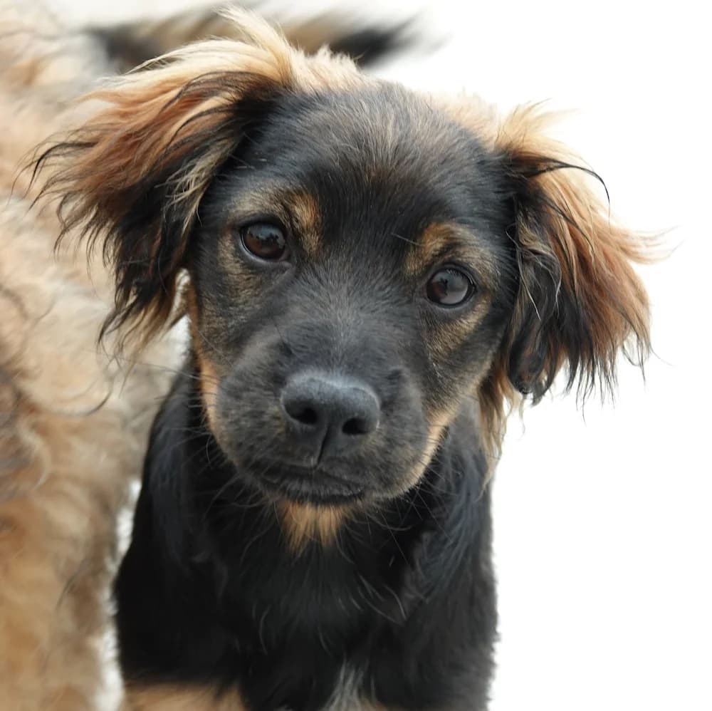 Nara, female puppy Mixed Breed for adoption at BMT Tierheim Pfullingen, Pfullingen