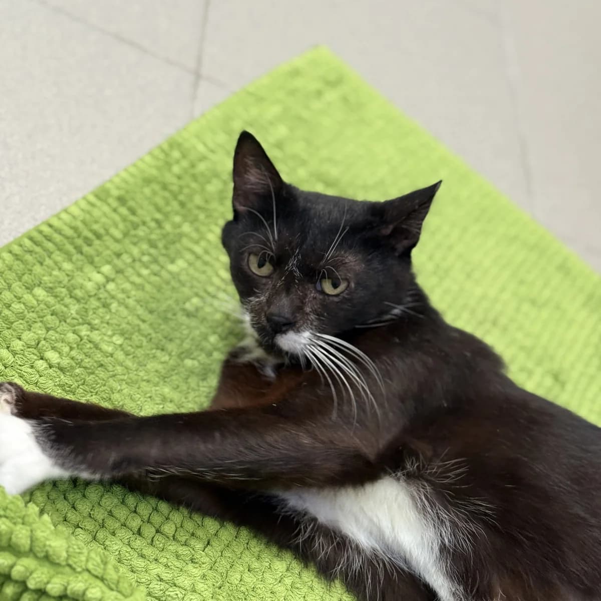 Katy (Кaty), female senior European Shorthair for adoption at BMT Tierheim Pfullingen, Pfullingen