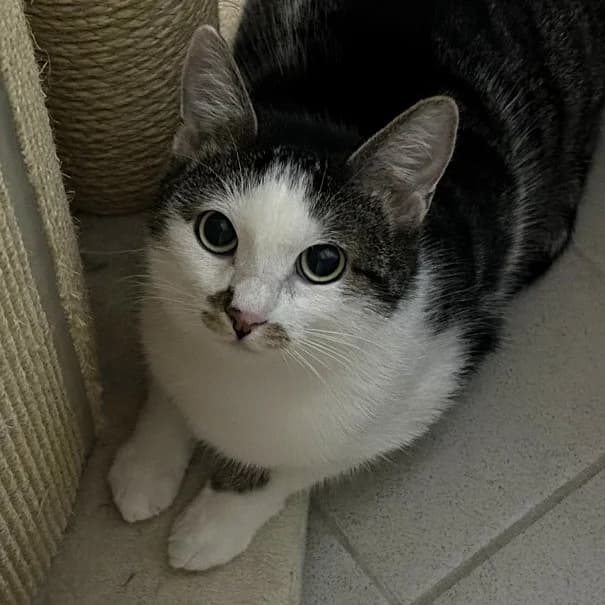 Nala (Vermittlung mit Simba), female young European Shorthair for adoption at BMT Tierheim Pfullingen, Pfullingen