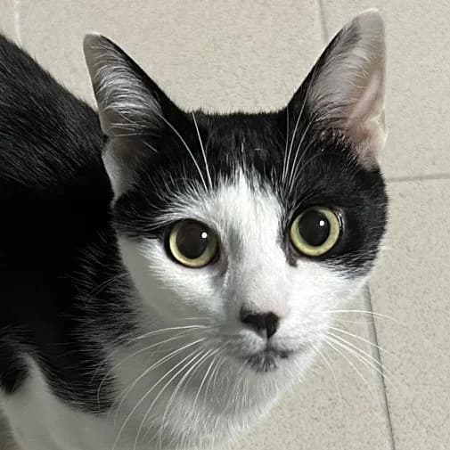 Simba (Vermittlung mit Nala), male young European Shorthair for adoption at BMT Tierheim Pfullingen, Pfullingen