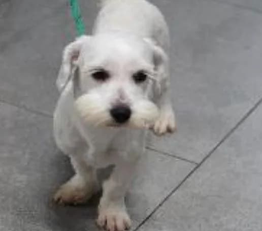 Maria, female puppy Mixed Breed for adoption at BMT Tierheim Pfullingen, Pfullingen