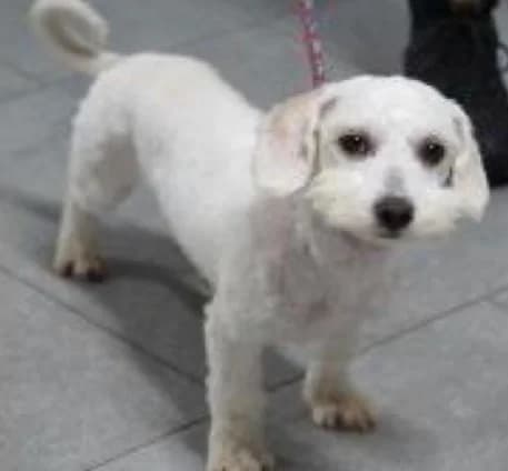 Mara, female puppy Mixed Breed for adoption at BMT Tierheim Pfullingen, Pfullingen