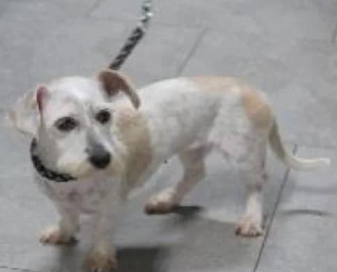 Mony, female puppy Mixed Breed for adoption at BMT Tierheim Pfullingen, Pfullingen