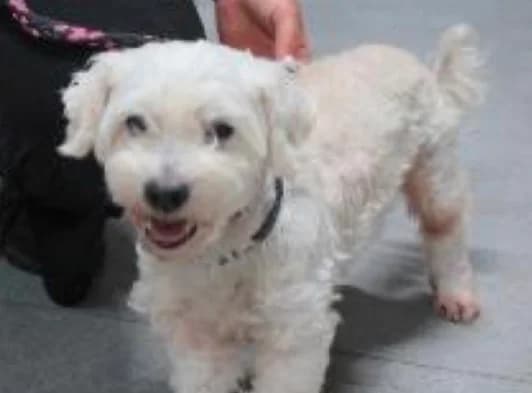 Mely, female senior Mixed Breed for adoption at BMT Tierheim Pfullingen, Pfullingen