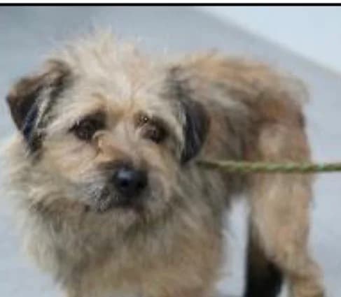 Mira, female puppy Mixed Breed for adoption at BMT Tierheim Pfullingen, Pfullingen