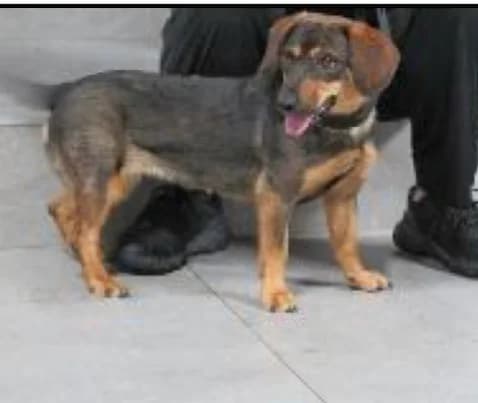 Miriam, female young Mixed Breed for adoption at BMT Tierheim Pfullingen, Pfullingen