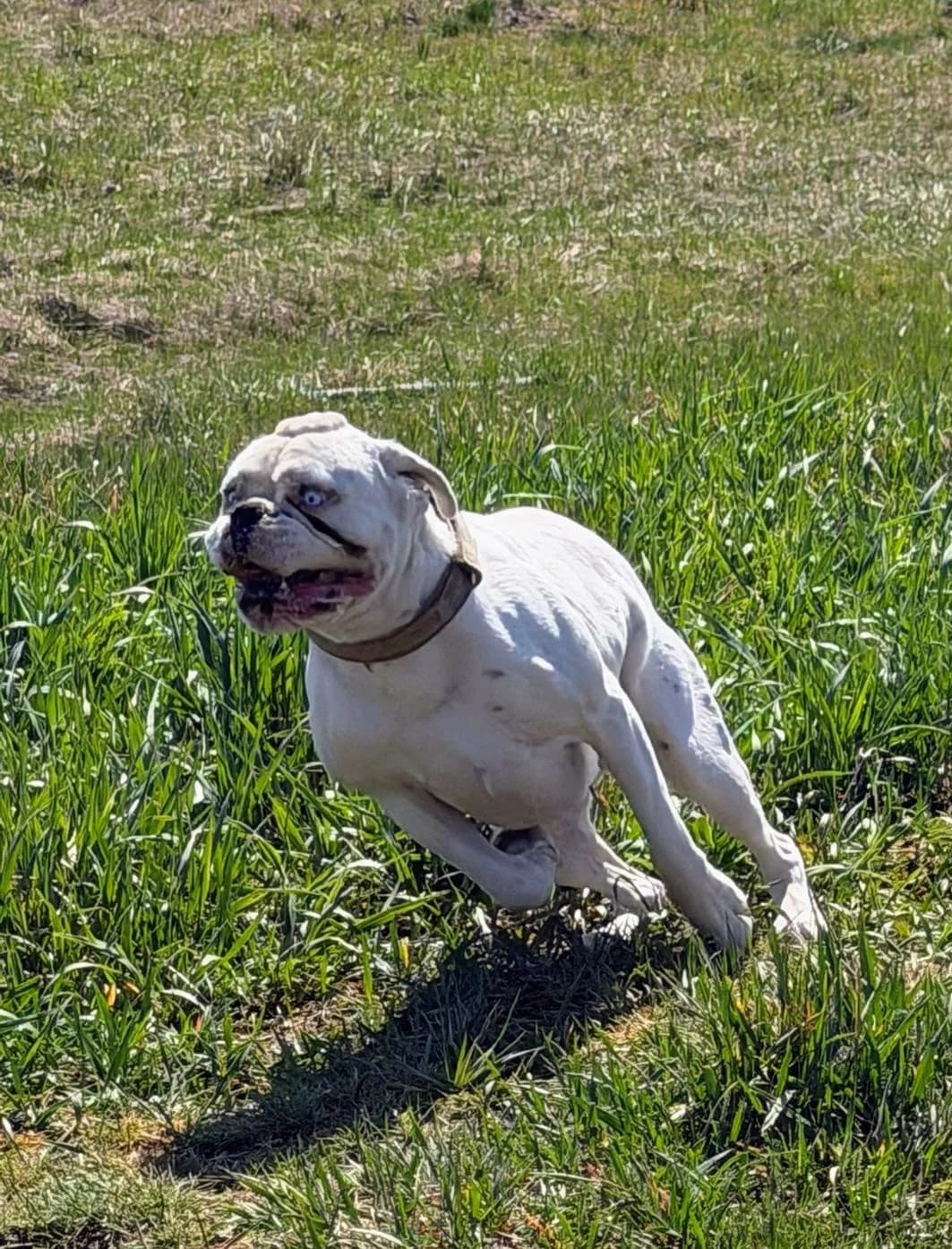 Can, male mixed breed for adoption at Boxer in Not, München