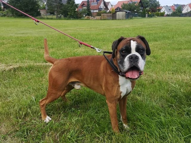 Caruso, male 7yo mixed breed for adoption at Boxer in Not, München