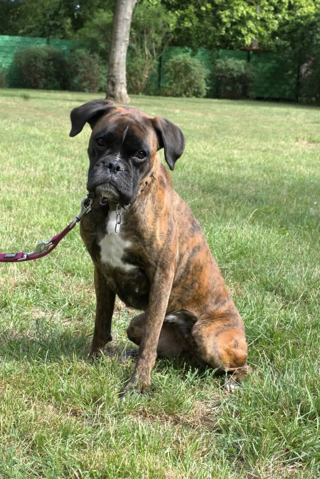 Dana, female mixed breed for adoption at Boxer in Not, München