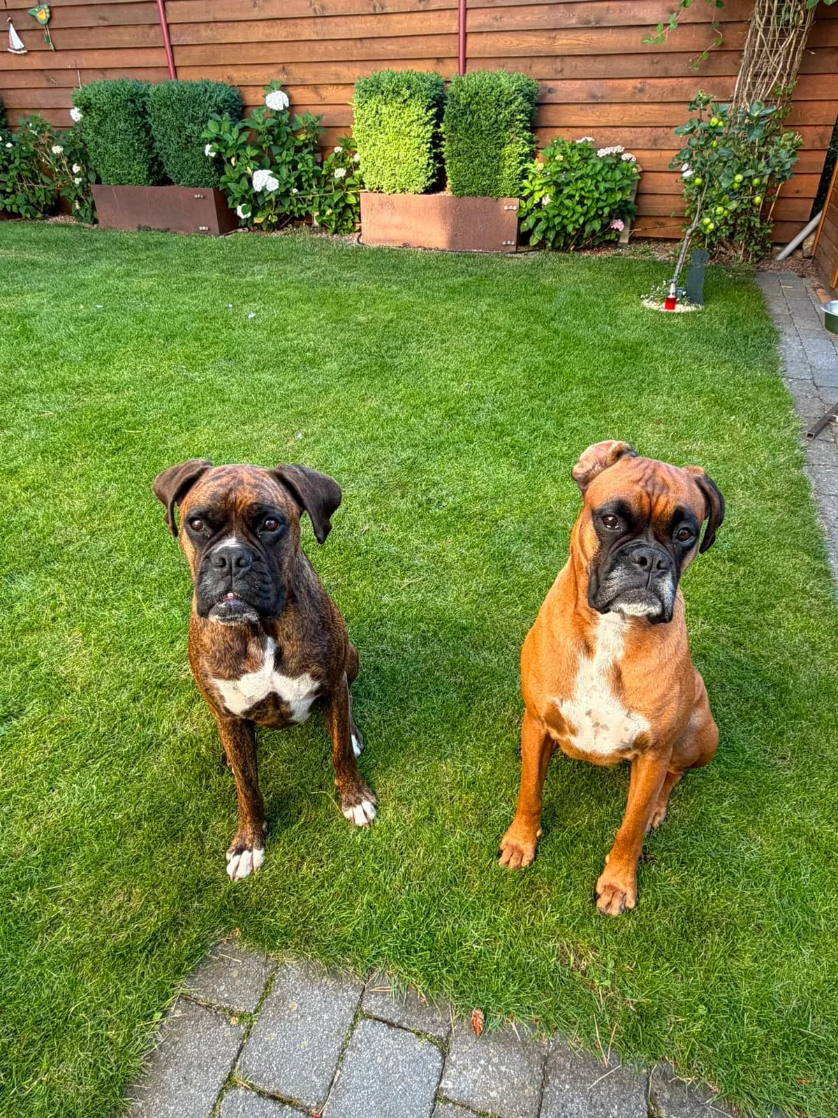 Balou / Elly,  (Boxer in Not)
