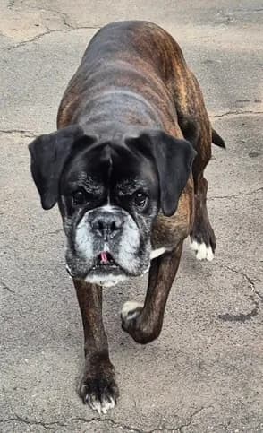 Lucky, male senior mixed breed for adoption at Boxer in Not, München