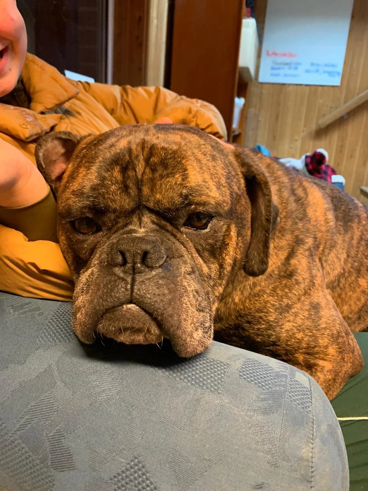 Mr. Brown, male 6yo mixed breed for adoption at Boxer in Not, München