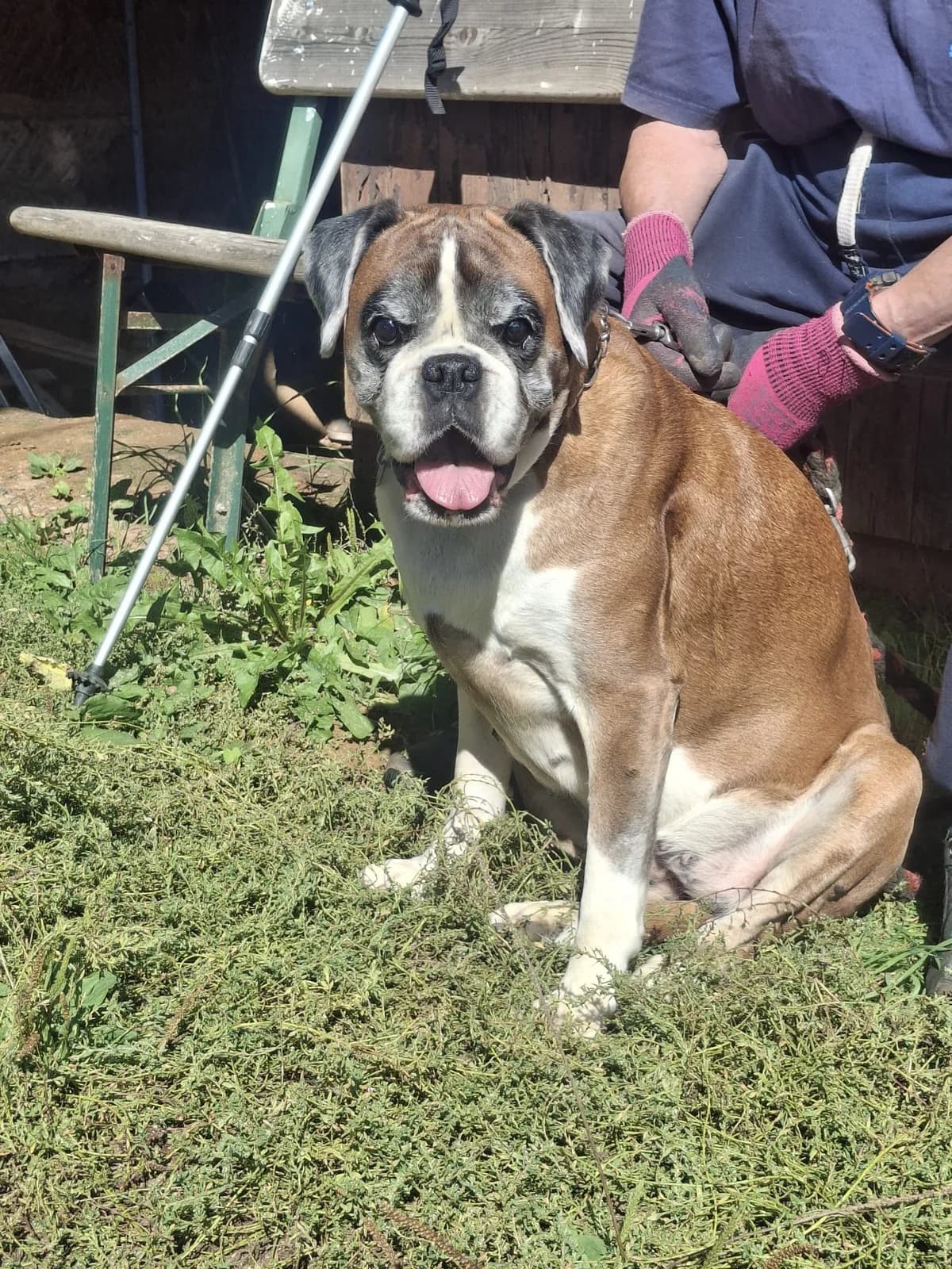 Sunny, female senior mixed breed for adoption at Boxer in Not, München