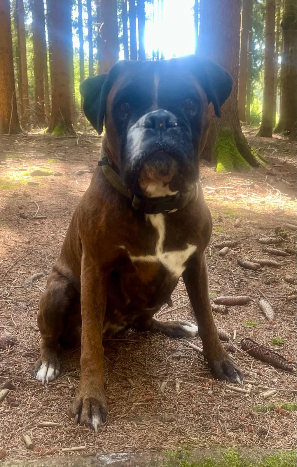 Unna, female 7yo mixed breed for adoption at Boxer in Not, München