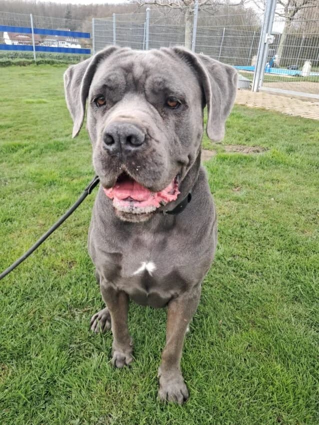 Bonnie, female 5yo mixed breed for adoption at Boxer Nothilfe Deutschland, Hiddenhausen