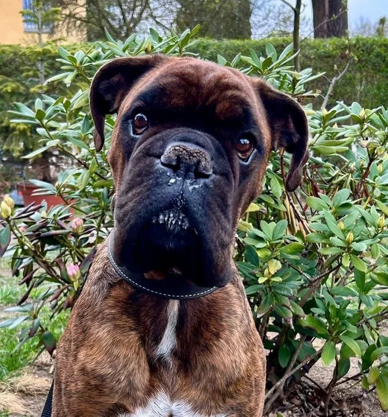 Nero, male young mixed breed for adoption at Boxer Nothilfe Deutschland, Hiddenhausen