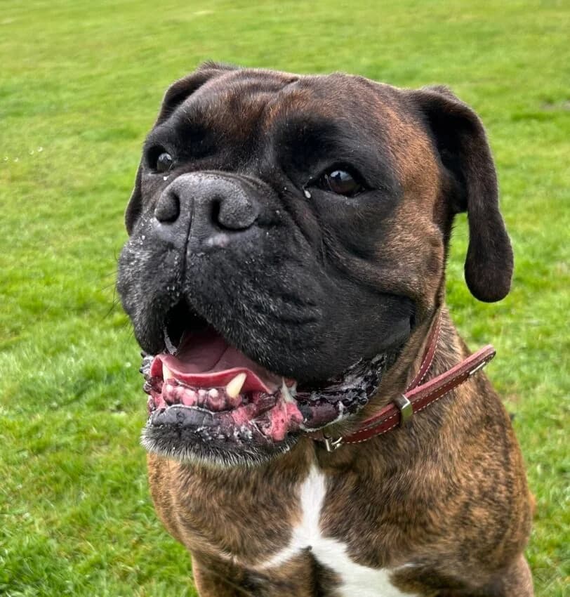 Gamba, male 6yo mixed breed for adoption at Boxer Nothilfe Deutschland, Hiddenhausen