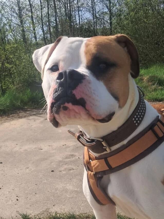 Ozzy, male 3yo mixed breed for adoption at Boxer Nothilfe Deutschland, Hiddenhausen