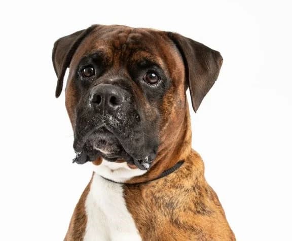 Buddy, male 4yo mixed breed for adoption at Boxer Nothilfe Deutschland, Hiddenhausen