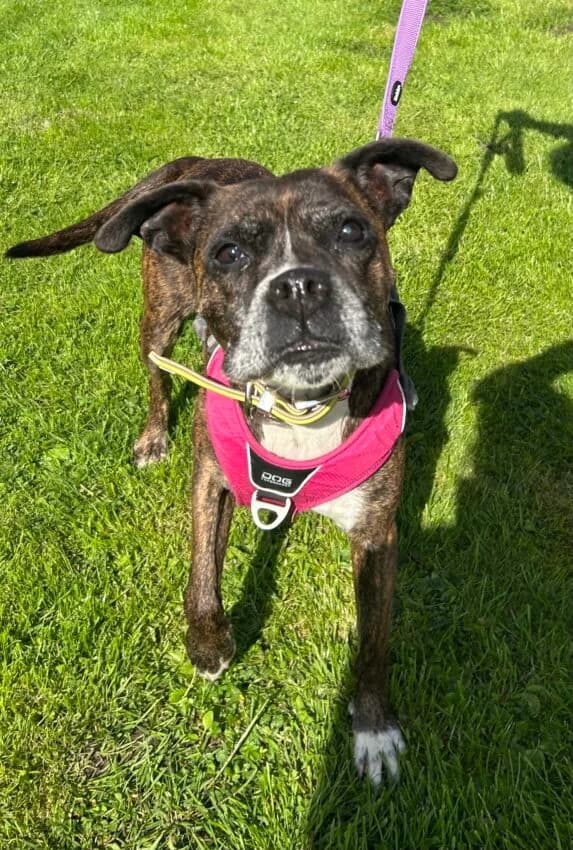 Sophie, female senior mixed breed for adoption at Boxer Nothilfe Deutschland, Hiddenhausen