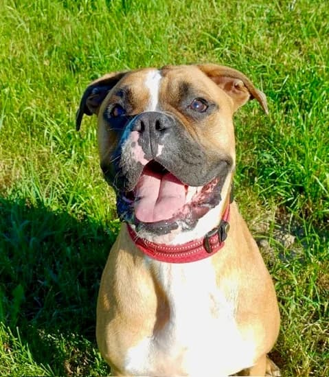 Lui, male young mixed breed for adoption at Boxer Nothilfe Deutschland, Hiddenhausen