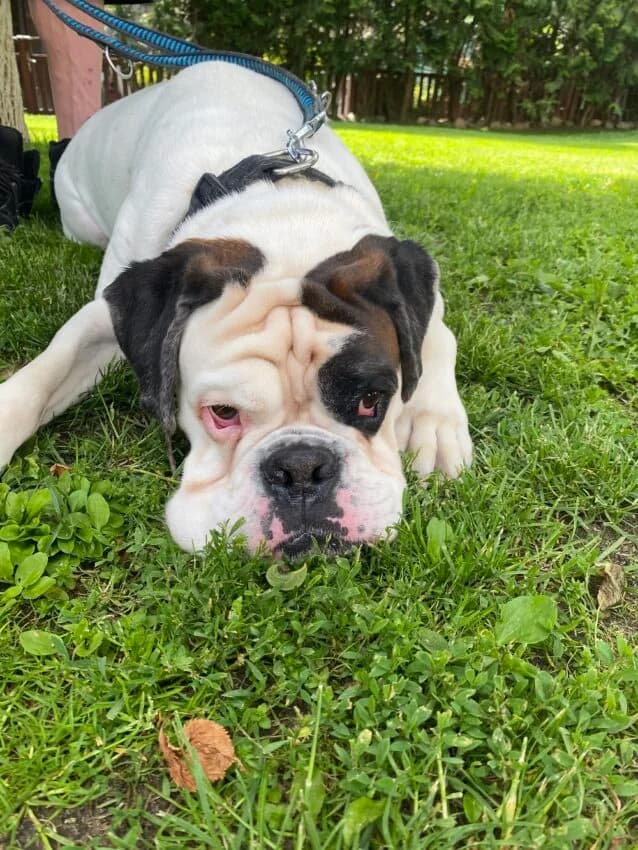 Taro, male 4yo mixed breed for adoption at Boxer Nothilfe Deutschland, Hiddenhausen