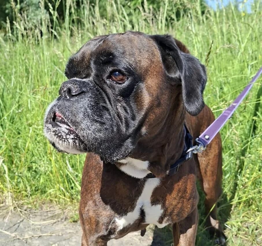 Kathi, female puppy mixed breed for adoption at Boxer Nothilfe Deutschland, Hiddenhausen