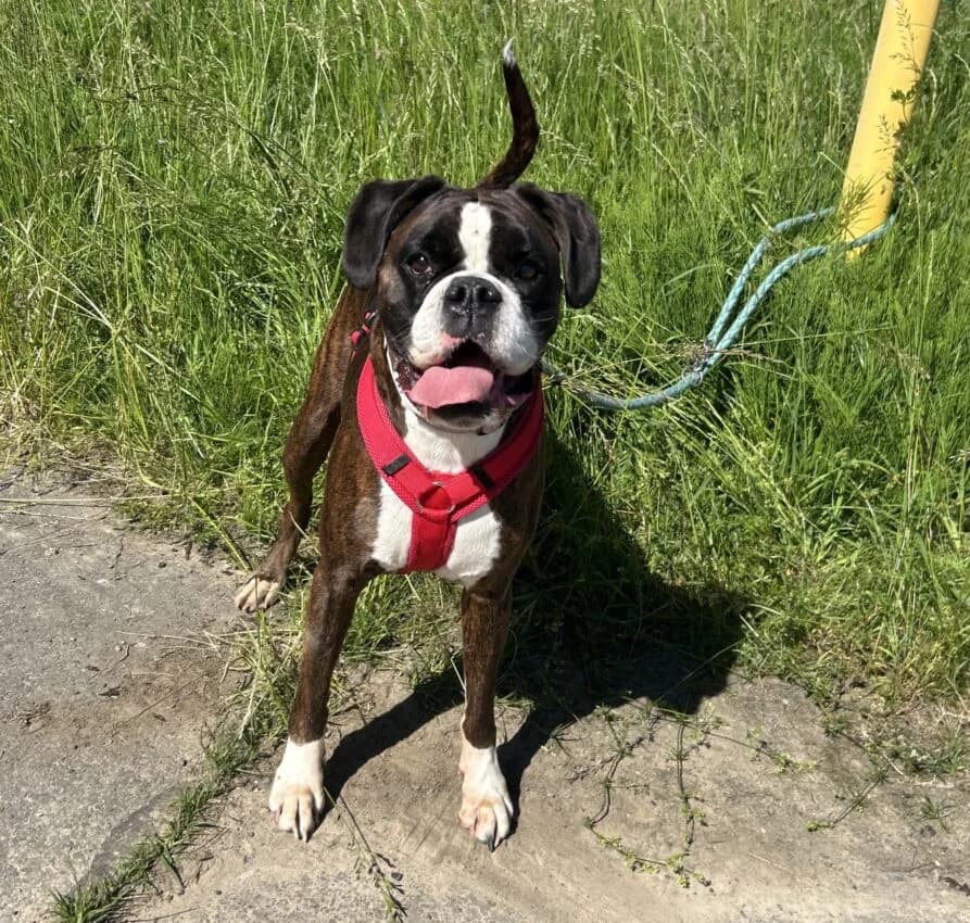 Anni, female 6yo mixed breed for adoption at Boxer Nothilfe Deutschland, Hiddenhausen