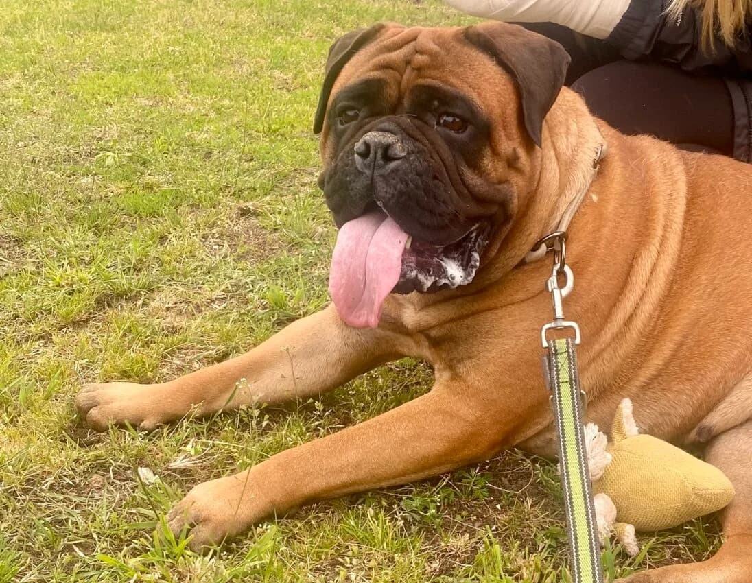 Chilli, female 3yo mixed breed for adoption at Boxer Nothilfe Deutschland, Hiddenhausen