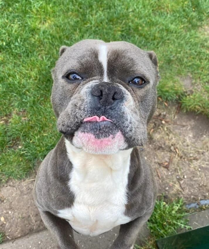 Popeye, male puppy mixed breed for adoption at Boxer Nothilfe Deutschland, Hiddenhausen