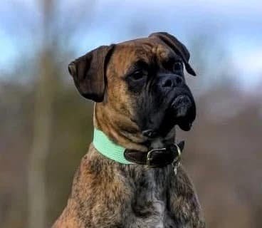 Odin,  (Boxer Nothilfe Deutschland)