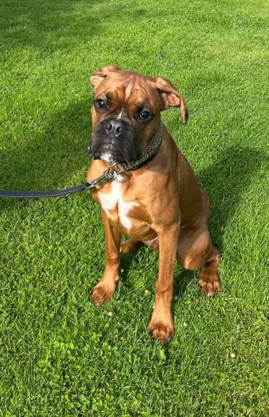 Bonzo,  (Boxer Nothilfe Deutschland)