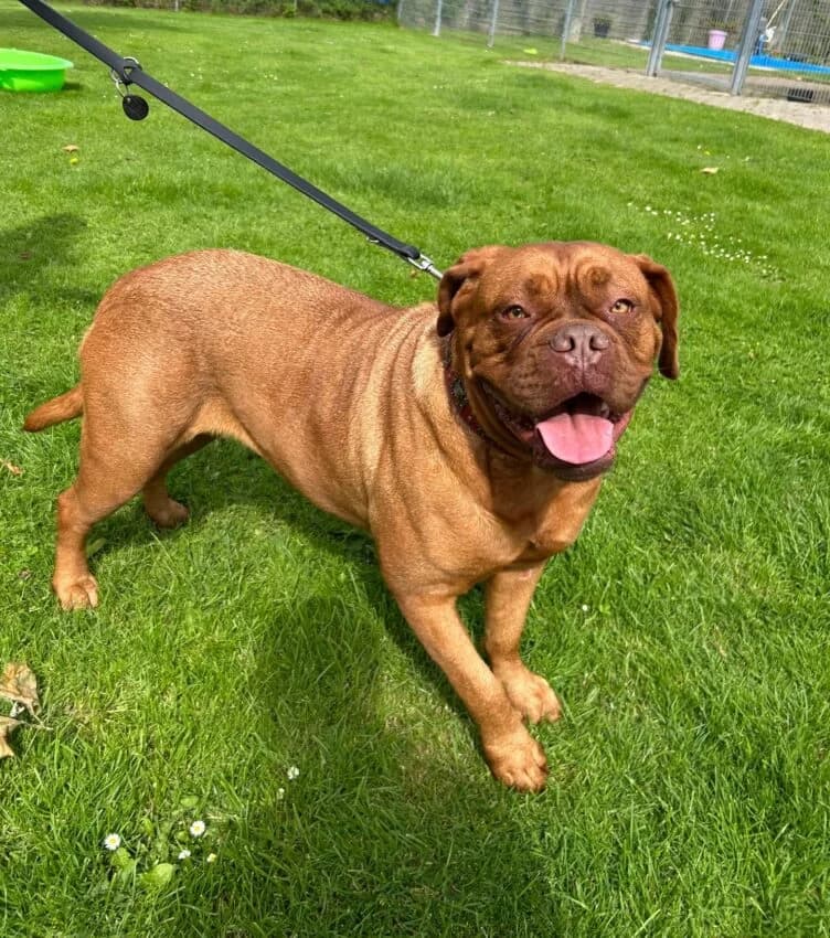Lara, female puppy mixed breed for adoption at Boxer Nothilfe Deutschland, Hiddenhausen