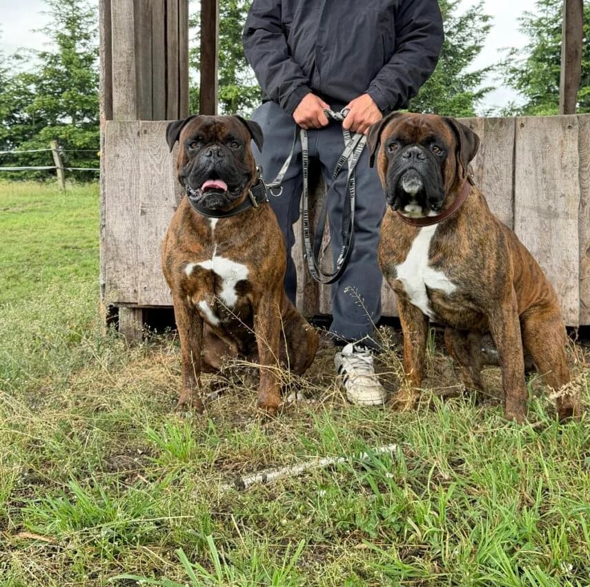 Alfred und Jambo, male 4yo mixed breed for adoption at Boxer Nothilfe Deutschland, Hiddenhausen