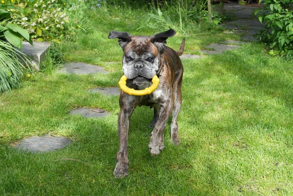 Zelda, female senior mixed breed for adoption at Boxer Nothilfe Deutschland, Hiddenhausen