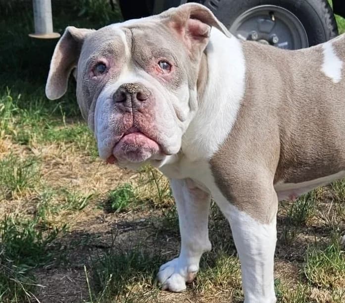 Baileys, female senior mixed breed for adoption at Boxer Nothilfe Deutschland, Hiddenhausen