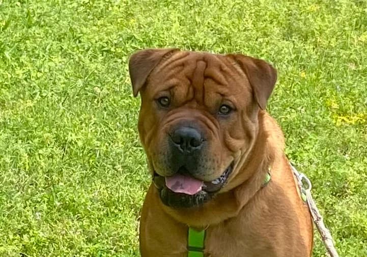 Shop, male young mixed breed for adoption at Boxer Nothilfe Deutschland, Hiddenhausen
