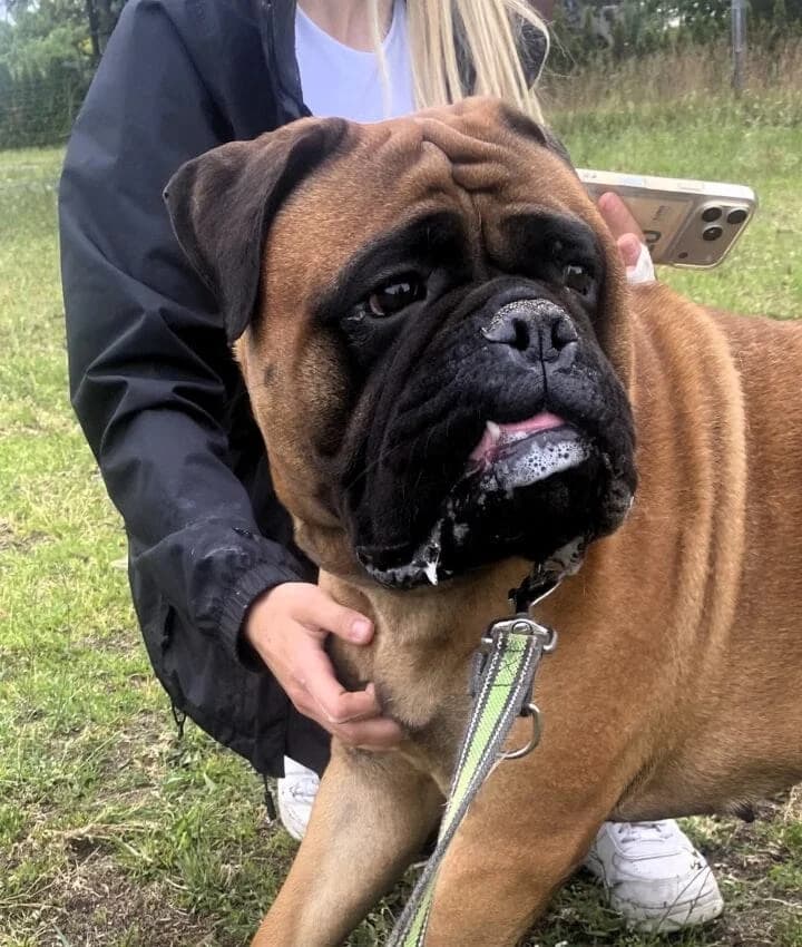 Chilli, female 3yo mixed breed for adoption at Boxer Nothilfe Deutschland, Hiddenhausen