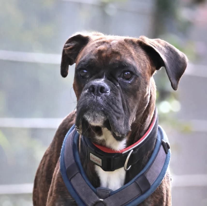 Rudi, male young mixed breed for adoption at Boxer Nothilfe Deutschland, Hiddenhausen