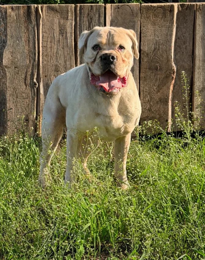 Tequila, male 7yo mixed breed for adoption at Boxer Nothilfe Deutschland, Hiddenhausen