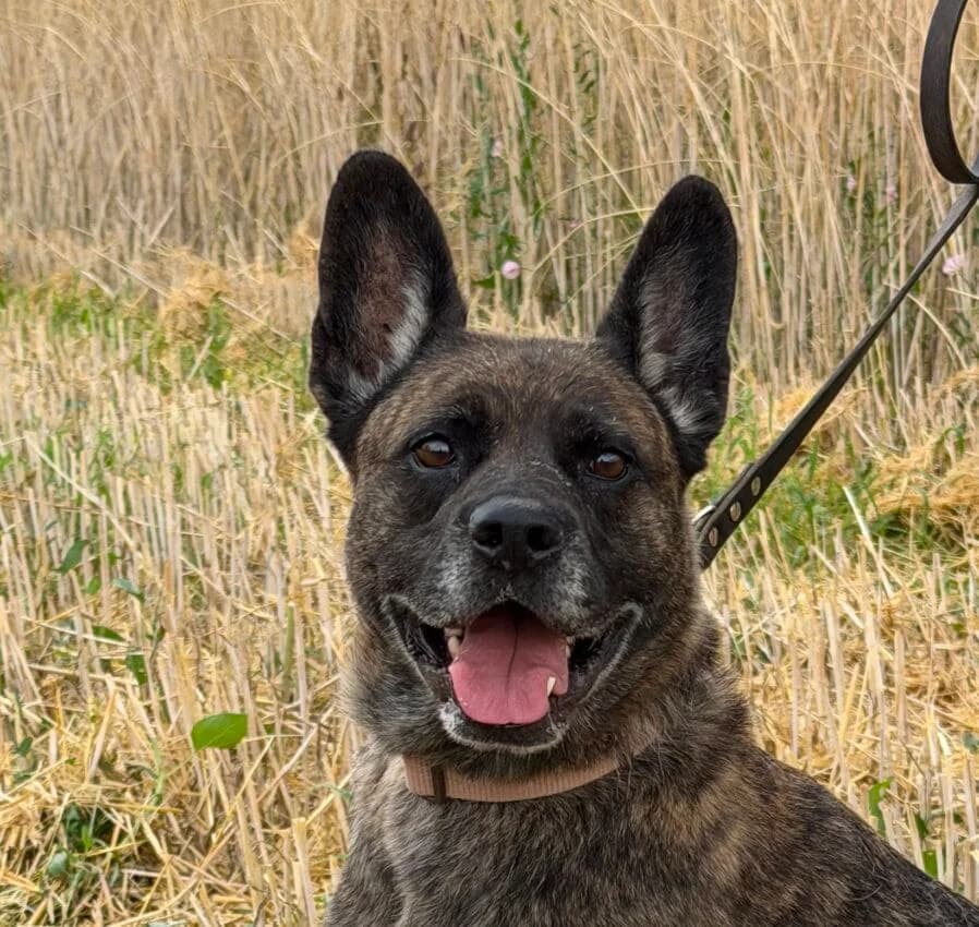 Yuna, female mixed breed for adoption at Boxer Nothilfe Deutschland, Hiddenhausen
