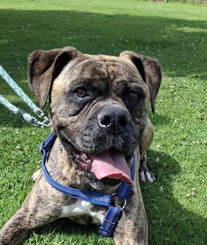 Leo, male mixed breed for adoption at Boxer Nothilfe Deutschland, Hiddenhausen