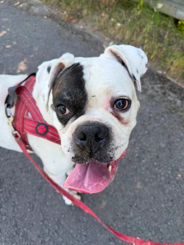 Dringender Notfall! Rocky,  (Boxer Nothilfe Deutschland)