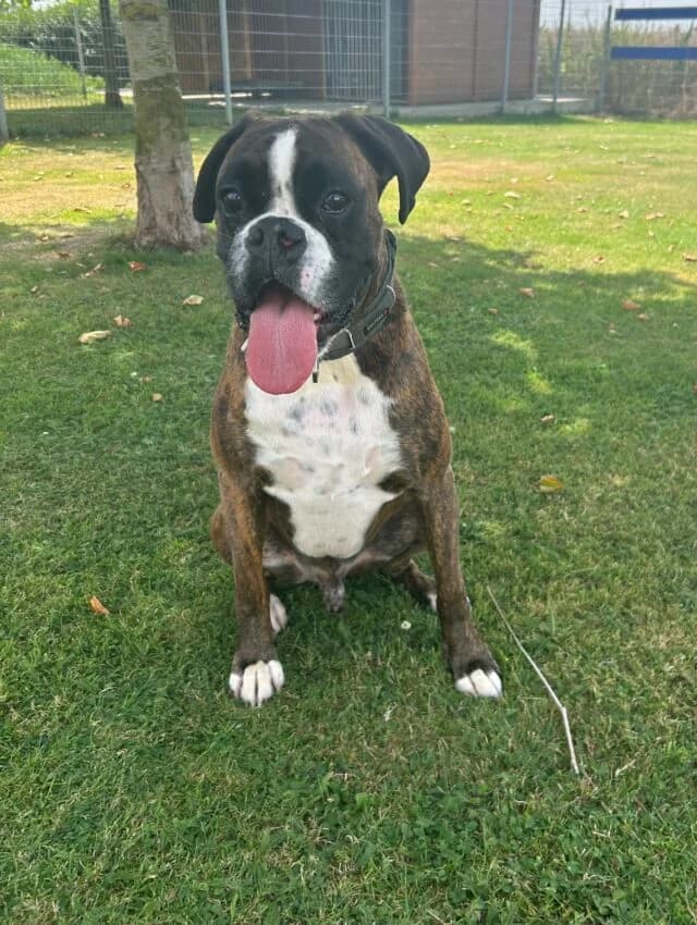 Ares, male mixed breed for adoption at Boxer Nothilfe Deutschland, Hiddenhausen