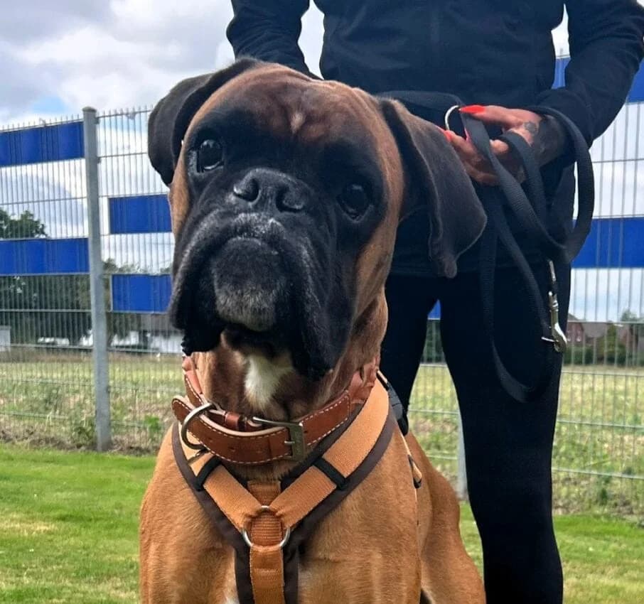 Lio, male 6yo mixed breed for adoption at Boxer Nothilfe Deutschland, Hiddenhausen