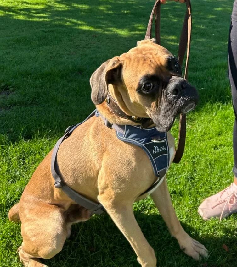 Maddok, male young mixed breed for adoption at Boxer Nothilfe Deutschland, Hiddenhausen