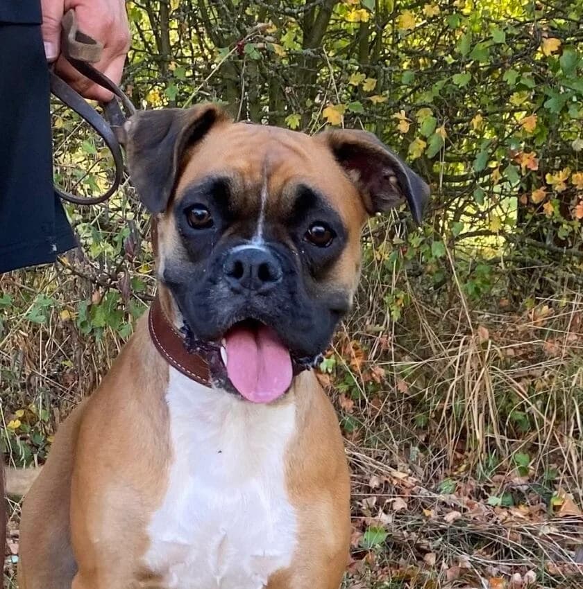 Nala, female puppy mixed breed for adoption at Boxer Nothilfe Deutschland, Hiddenhausen